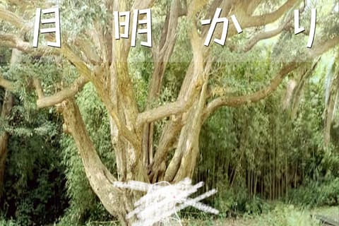 樹生さん同人小説『彼方者、月明かり』